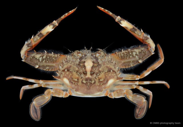Lupocycloporus gracilimanus•&copy; CMBS photography team•All Rights Reserved