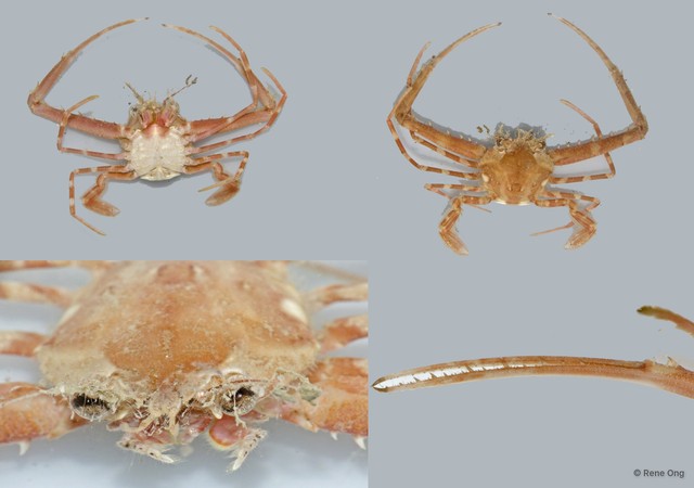Lupocyclus sp. "8910b122"•&copy; Rene Ong•All Rights Reserved