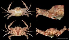 Lupocyclus rotundatus•&copy; CMBS photography team•All Rights Reserved
