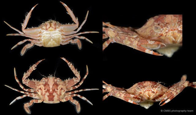Lupocyclus rotundatus•&copy; CMBS photography team•All Rights Reserved