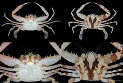 Lupocyclus rotundatus•&copy; CMBS photography team•All Rights Reserved