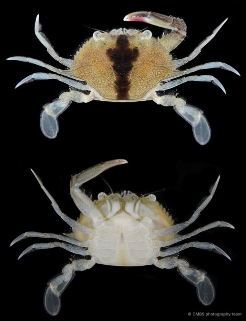 Portunus sp. "cf. pelagicus"•&copy; CMBS photography team•All Rights Reserved
