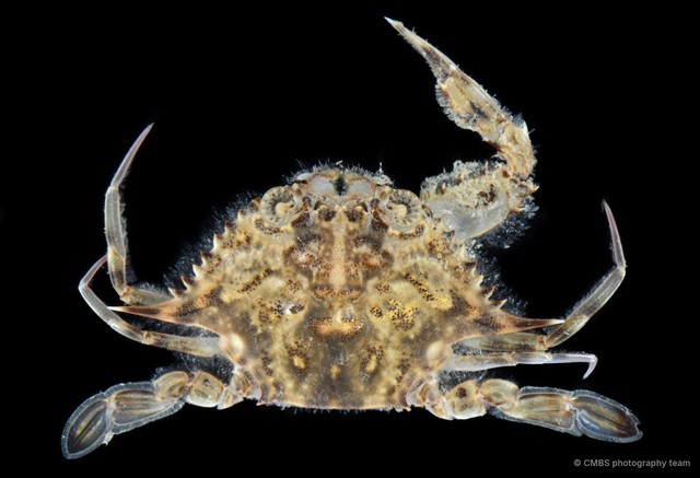 Portunus sp. "SS-0241"•&copy; CMBS photography team•All Rights Reserved