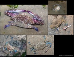 Portunus pelagicus•&copy; Ria Tan•All Rights Reserved