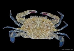 Portunus pelagicus•&copy; CMBS photography team•All Rights Reserved
