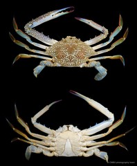 Portunus pelagicus•&copy; CMBS photography team•All Rights Reserved