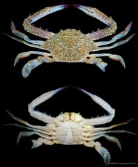 Portunus pelagicus•&copy; CMBS photography team•All Rights Reserved