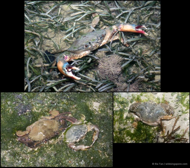 Scylla sp. "5267e69a"•&copy; Ria Tan•All Rights Reserved