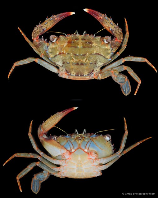 Thalamita sp. "cf. pelsarti"•&copy; CMBS photography team•All Rights Reserved