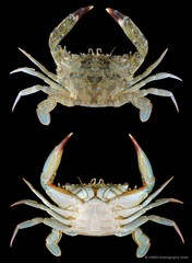 Thalamita sp. "cf. pelsarti"•&copy; CMBS photography team•All Rights Reserved