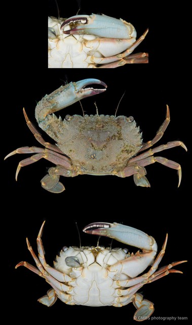 Thalamita sp. "JS-1163"•&copy; CMBS photography team•All Rights Reserved