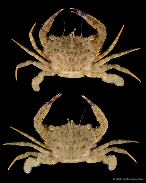 Thalamita sp. "SS-3097"•&copy; CMBS photography team•All Rights Reserved