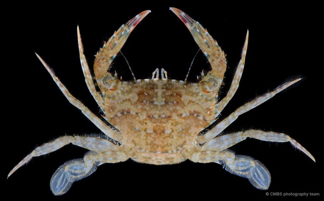 Thalamita sp. "SS-3156"•&copy; CMBS photography team•All Rights Reserved