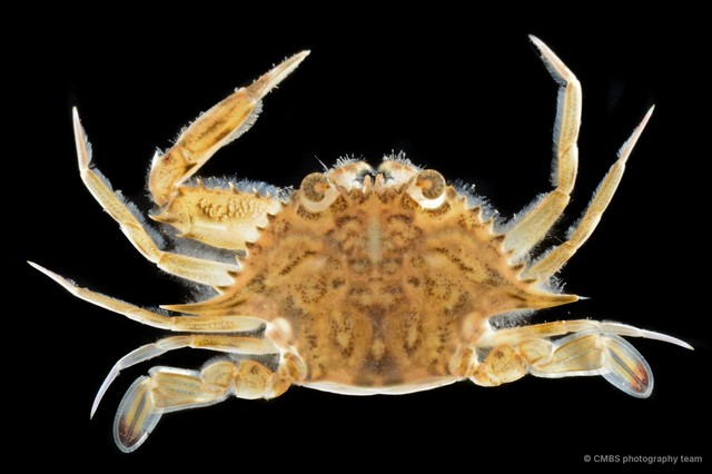 Xiphonectes sp. "cf. hastatoides"•&copy; CMBS photography team•All Rights Reserved