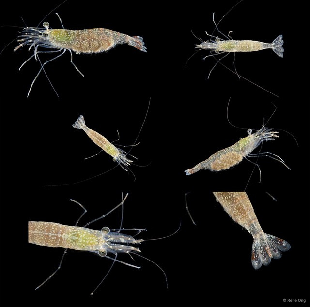 Nikoides sp. "INT-1359"•&copy; Rene Ong•All Rights Reserved