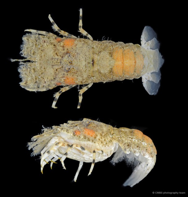 Scyllaridae sp. "4"•&copy; CMBS photography team•All Rights Reserved