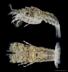 Scyllaridae sp. "8"