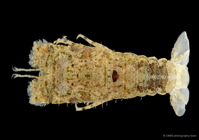 Scyllaridae sp. "9"•&copy; CMBS photography team•All Rights Reserved