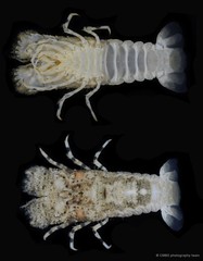 Biarctus sordidus•&copy; CMBS photography team•All Rights Reserved