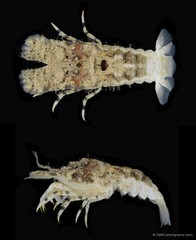 Biarctus sordidus•&copy; CMBS photography team•All Rights Reserved