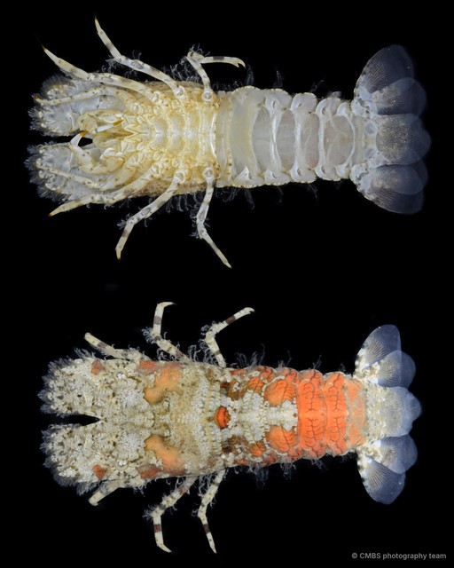 Crenarctus bicuspidatus•&copy; CMBS photography team•All Rights Reserved