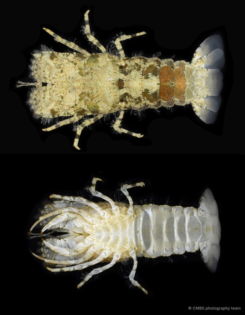 Petrarctus sp. "aff. 1"•&copy; CMBS photography team•All Rights Reserved