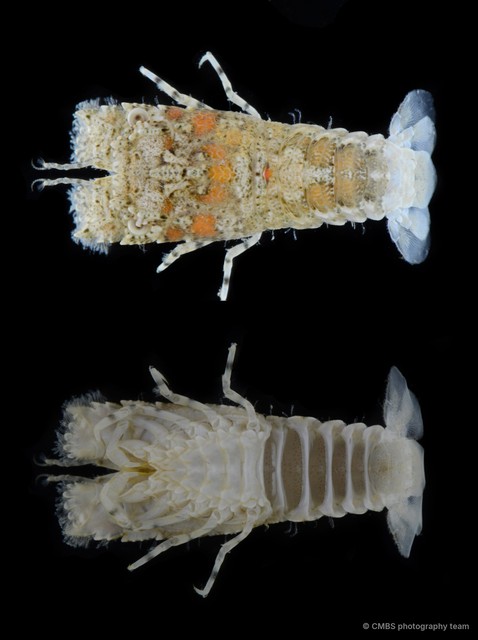 Petrarctus sp. "aff. 2"•&copy; CMBS photography team•All Rights Reserved