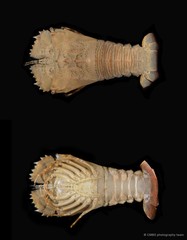 Thenus orientalis•&copy; CMBS photography team•All Rights Reserved