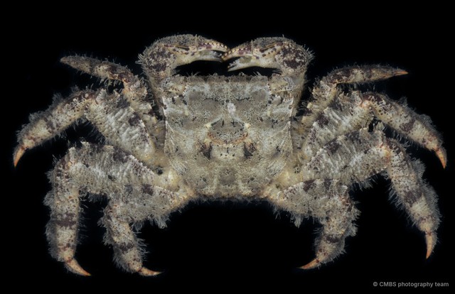 Sesarmidae sp. "JS-2218"•&copy; CMBS photography team•All Rights Reserved