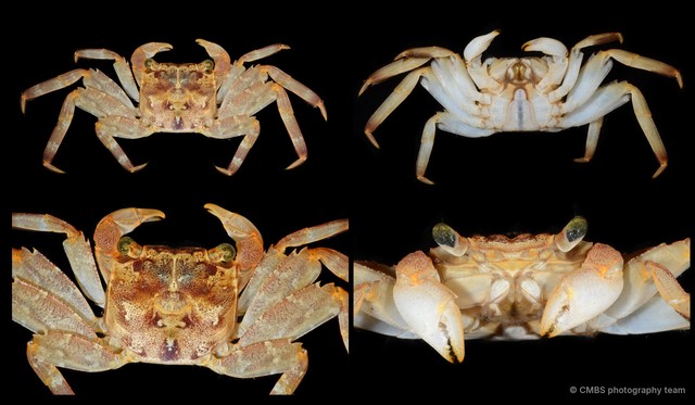 Sesarmidae sp. "SS-0338"•&copy; CMBS photography team•All Rights Reserved