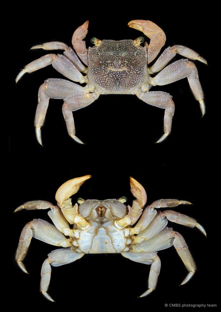 Sesarmidae sp. "SS-1041A"•&copy; CMBS photography team•All Rights Reserved