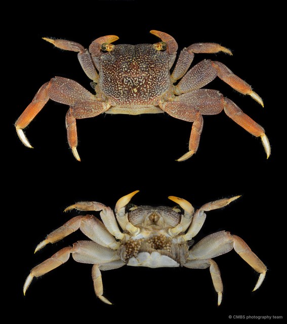 Sesarmidae sp. "SS-1041B"•&copy; CMBS photography team•All Rights Reserved