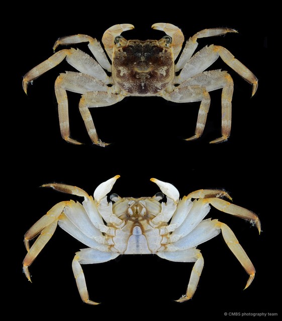 Sesarmidae sp. "SS-1043"•&copy; CMBS photography team•All Rights Reserved