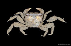 Clistocoeloma merguiense•&copy; CMBS photography team•All Rights Reserved