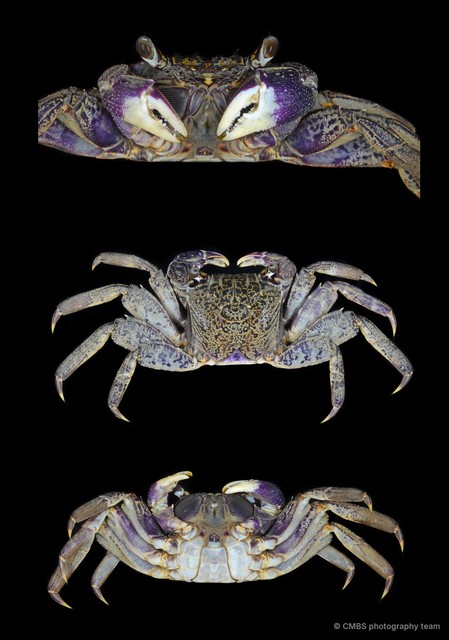 Episesarma versicolor•&copy; CMBS photography team•All Rights Reserved