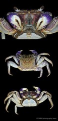 Episesarma versicolor•&copy; CMBS photography team•All Rights Reserved