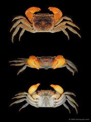 Fasciarma fasciatum•&copy; CMBS photography team•All Rights Reserved