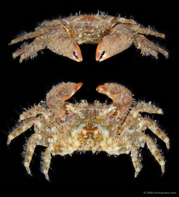Nanosesarma sp. "5f4032d7"•&copy; CMBS photography team•All Rights Reserved