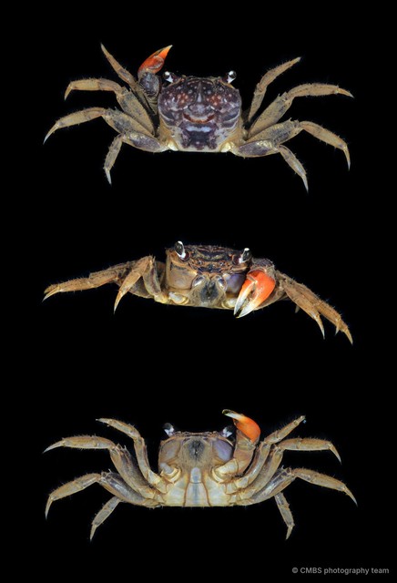Neosarmatium sp. "JS-1798"•&copy; CMBS photography team•All Rights Reserved