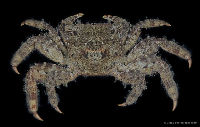 Neosesarma sp. "JS-0625"•&copy; CMBS photography team•All Rights Reserved