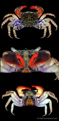 Parasesarma eumolpe•&copy; CMBS photography team•All Rights Reserved