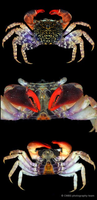 Parasesarma eumolpe•&copy; CMBS photography team•All Rights Reserved