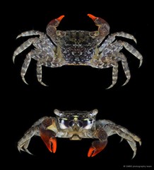 Parasesarma eumolpe•&copy; CMBS photography team•All Rights Reserved