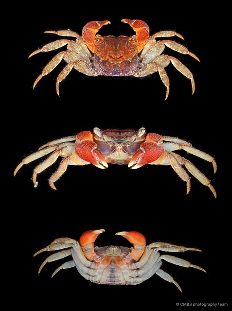 Pseudosesarma edwardsii•&copy; CMBS photography team•All Rights Reserved