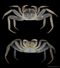 Sesarmoides sp. "JS-0388"