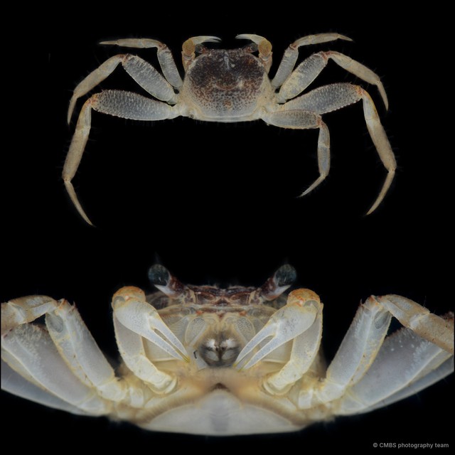 Sesarmoides sp. "JS-0389"•&copy; CMBS photography team•All Rights Reserved