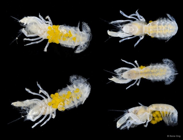 Upogebiidae sp. "4412TB1-008"•&copy; Rene Ong•All Rights Reserved