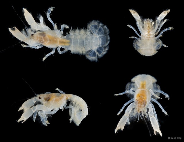Upogebiidae sp. "5414DR2-071"•&copy; Rene Ong•All Rights Reserved