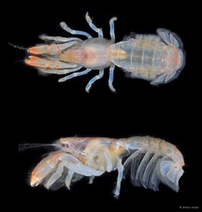Upogebia ancylodactyla•&copy; Arthur Anker•All Rights Reserved