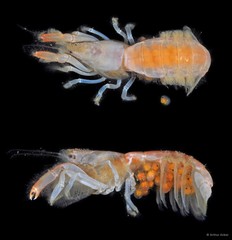 Upogebia ancylodactyla•&copy; Arthur Anker•All Rights Reserved